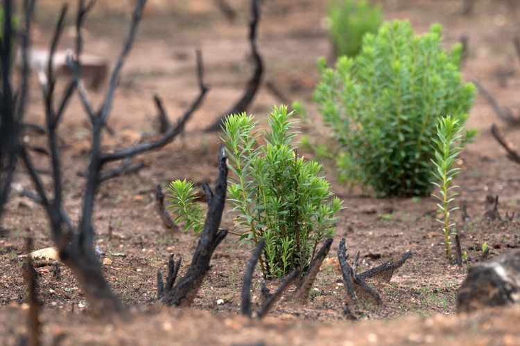 Oak shoots after a wildfire