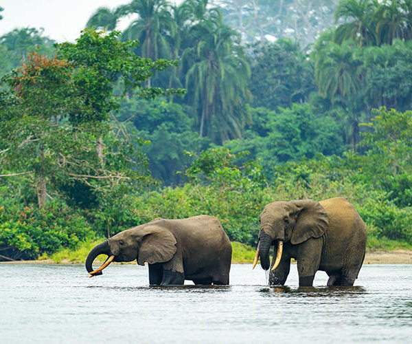 African forest elephants cool off in the Lekoli River, Odzala-Kokoua National Park, Republic of the Congo