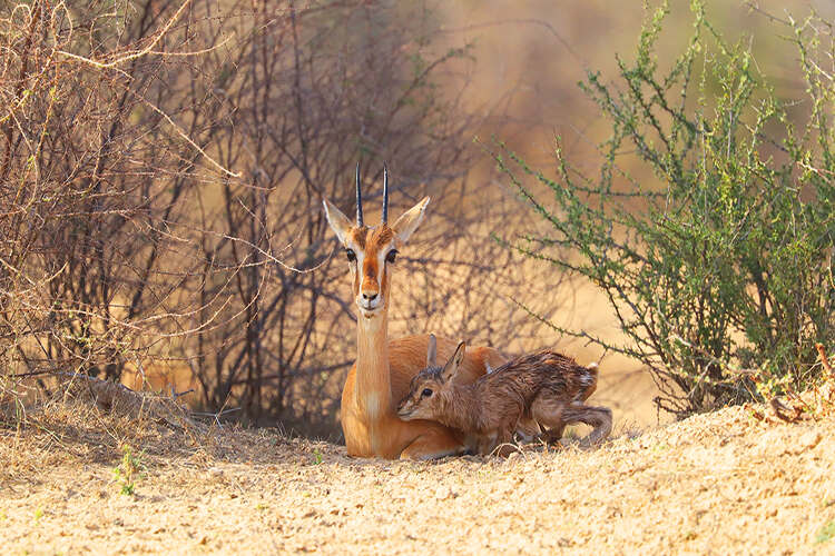 An Indian gazelle, a species endemic to the Thar Desert, with her calf