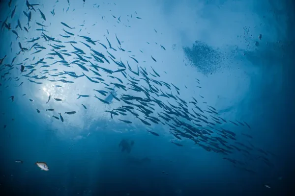 School of Fish at Sail Rock, Twin Rocks, White Rock, Chumpon Pinnacle in Koh Tao (Fusilier, Barracuda, Jack, Snapper, Trevally, Batfish)