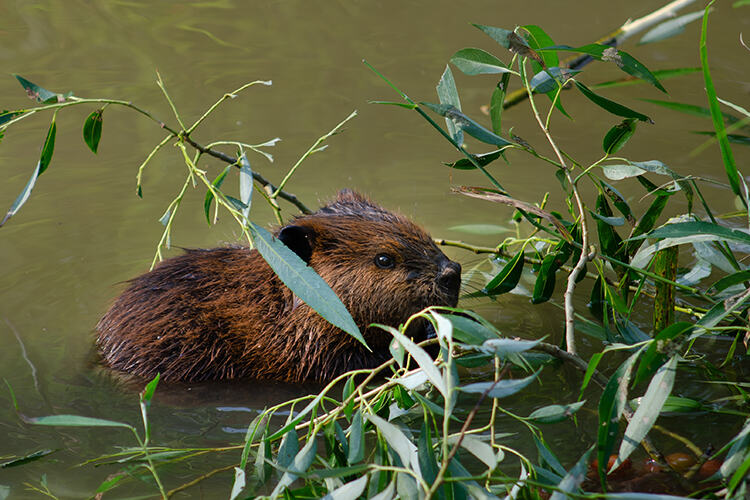 Baby beaver in the water eating plants