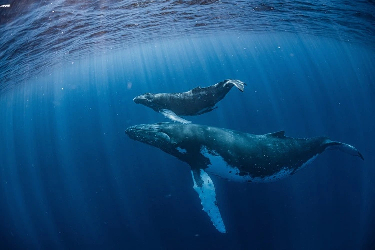 Humpback whale in vava'u ,tonga