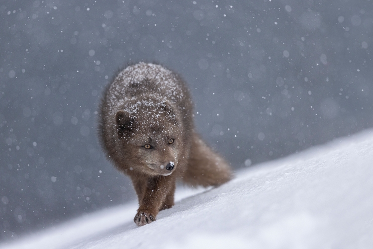 A scenic shot of an arctic fox prowling the snowfield in Hornstrandir Nature Reserve, Iceland during winter
