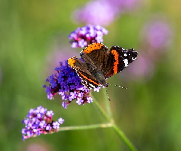 First-ever vote launched to find Britain’s favourite butterfly