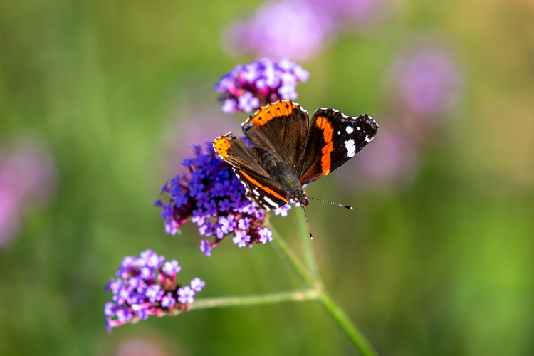 Butterfly red admiral on flower