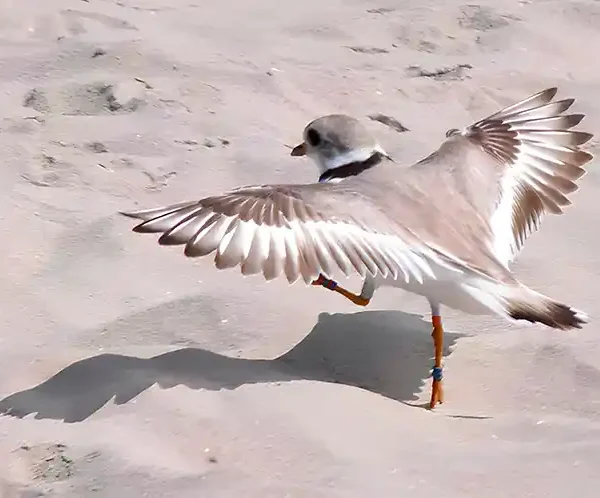 An endangered piping plover walking across a brach