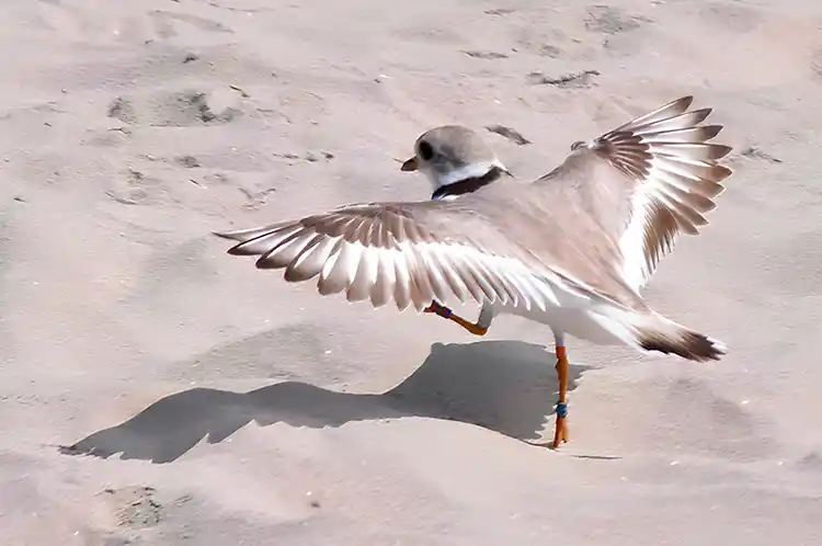 An endangered piping plover walking across a brach