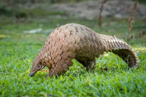 A pangolin