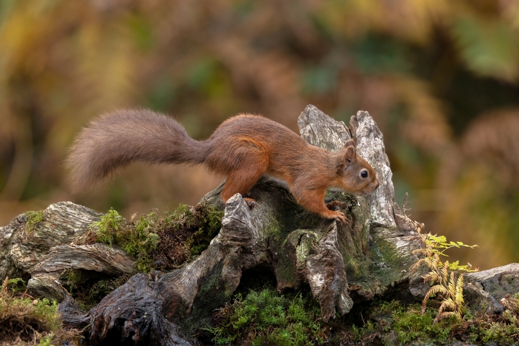 A red squirrel