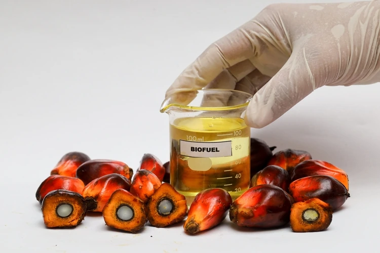 Biofuel with palm oil kernels