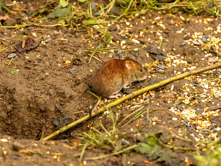 The bank vole is the UK’s
smallest vole and is often
found in hedgerows