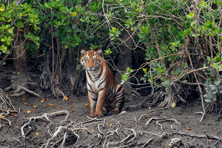 Sunderbans with tiger