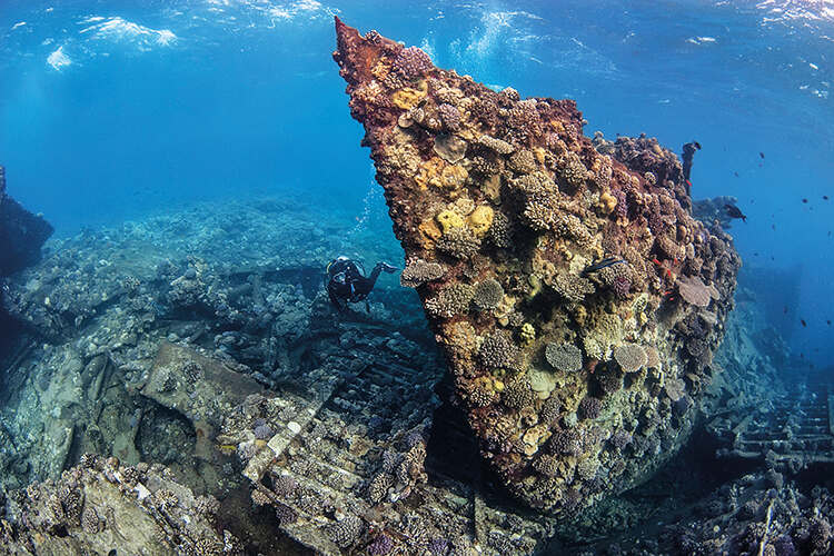 Many shipwrecks act as havens for marine life