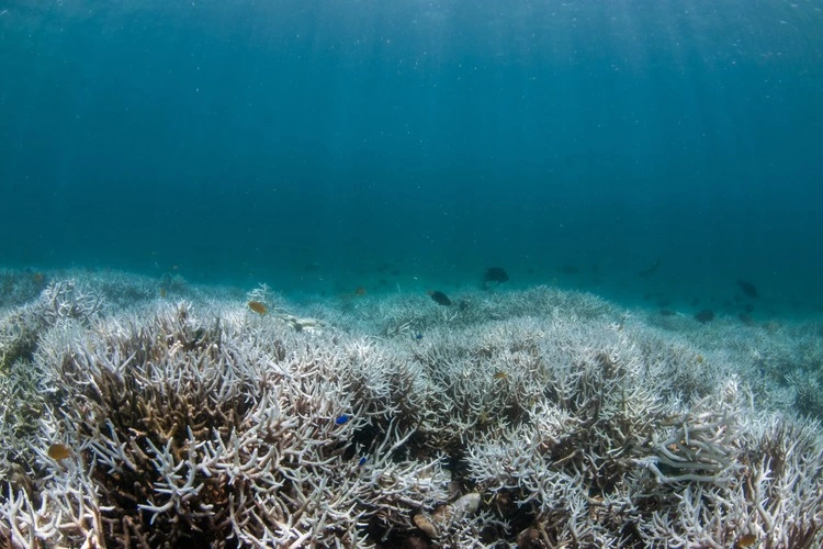 A shallow bleached coral reef, comprised of mainly stag horn coral in blue clear water.