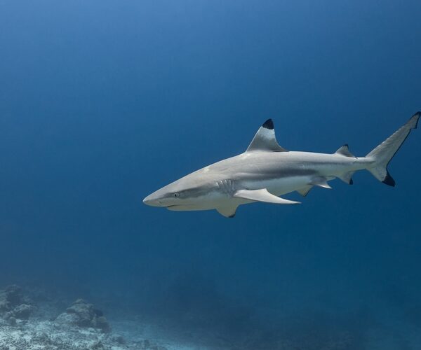 Urban light pollution alters nighttime hormones in sharks, study shows