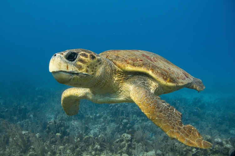 Loggerhead
