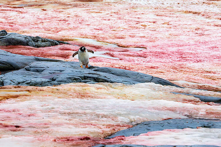 A gentoo penguin on algae-infested ice on Petermann Island in the Antartctic