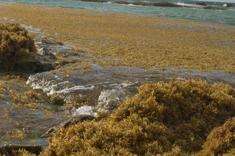 Cancun, Mexico. May 9 2024. Sargasso weed (sargassum seaweed) covers the beach at El Dorado Royale hotel, Cancun, Mexico.
