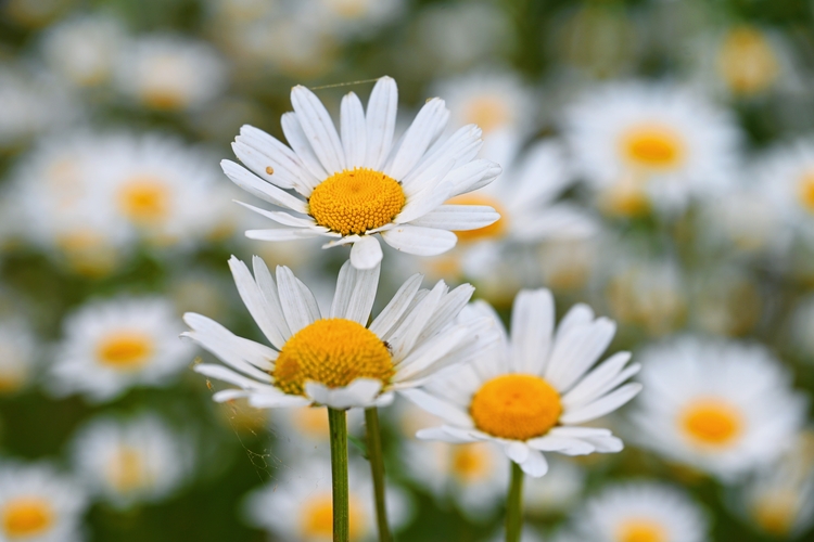 Daisies