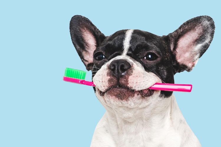 Dog with toothbrush in mouth