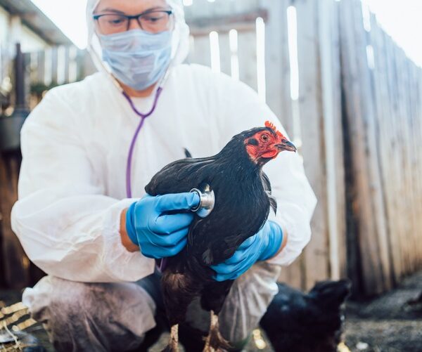 Man veterinarian wearing protective gear examines black chicken with stethoscope,