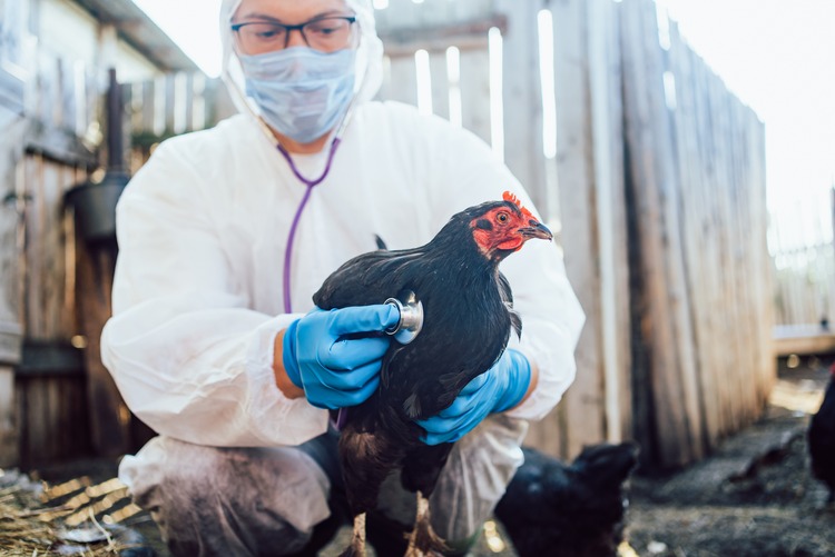 Man veterinarian wearing protective gear examines black chicken with stethoscope,