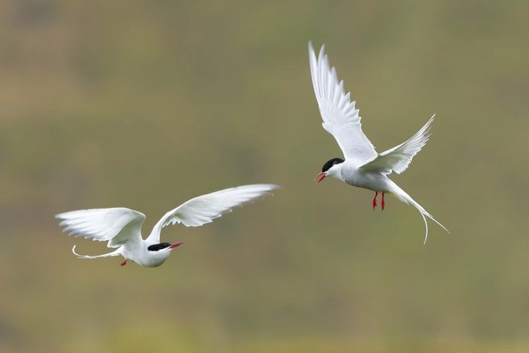 Two Arctic terns - Sterna paradisaea - with spread wings in flight at green background. Photo from Snaefellsnes Penisula in Iceland. The Arctic tern is famous for its migration.