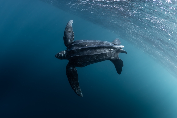 ;Leatherback