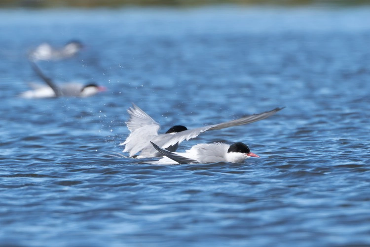 Arctic terns - Sterna paradisaea - swimming in blue water. Photo from Grimsey Island in Iceland.