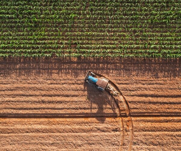 The promise of self-fertilising crops