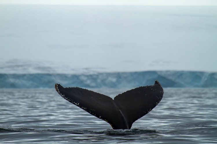 Whale tail