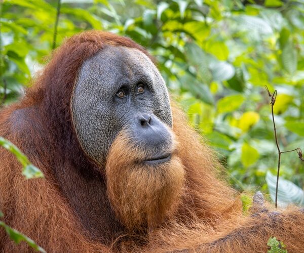 The top ten most endangered animal species on the planet