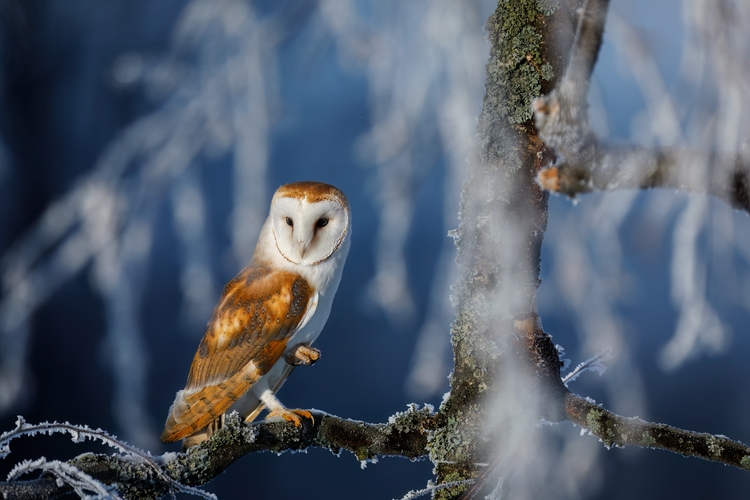 Owl on frosty morning