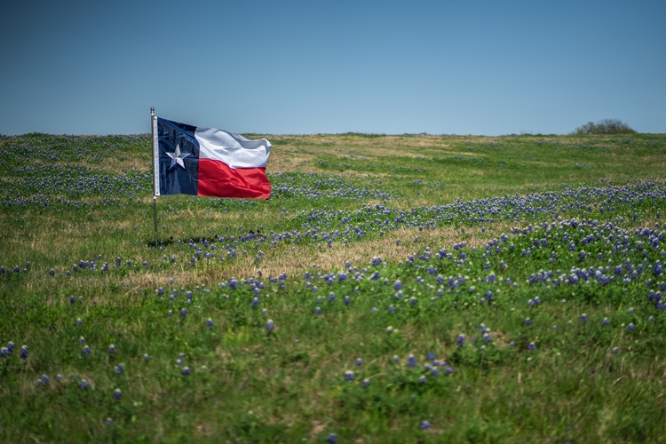 Texas flag in field