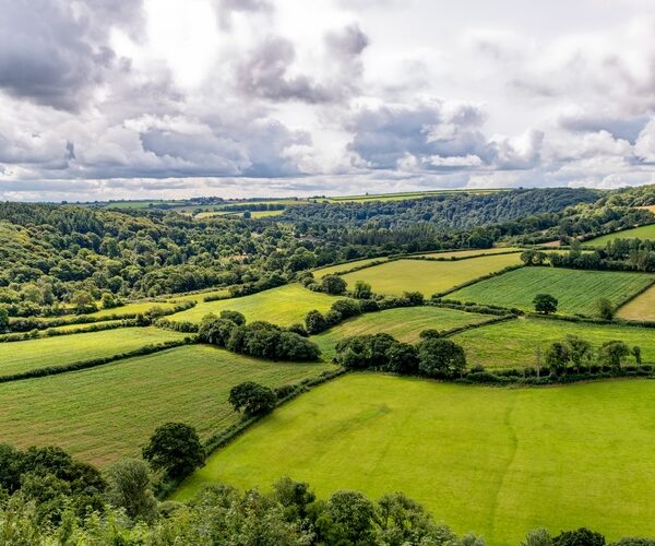 Britain’s hedgerows: the neglected network that holds us together