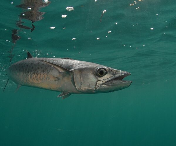 The UK’s overexploited fisheries, explained