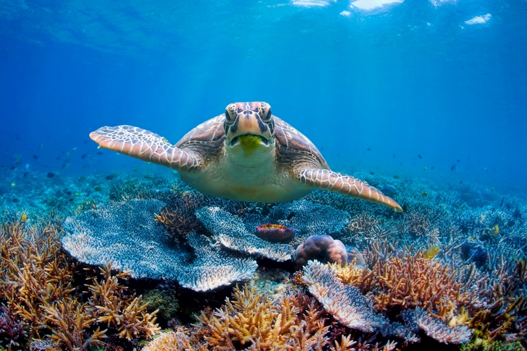 Green turtle