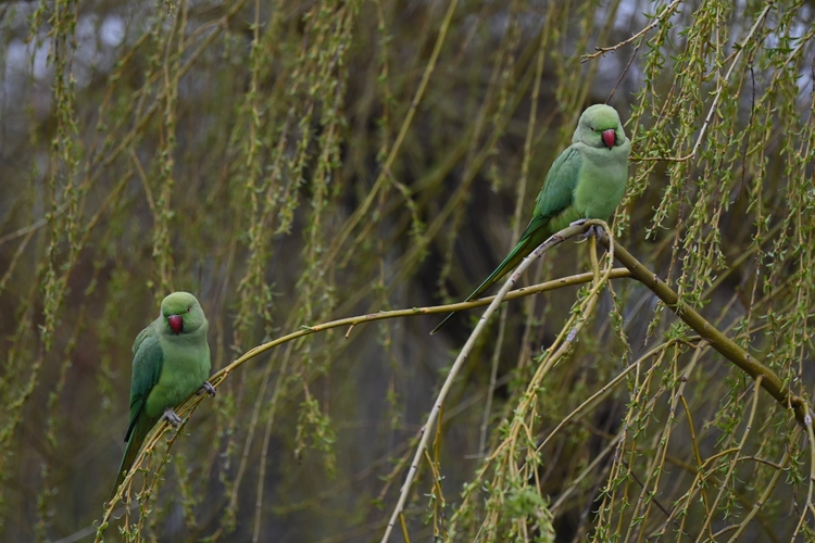 Parakeets on branches