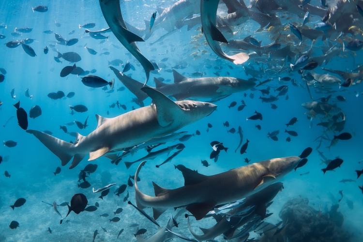 A group of nurse sharks