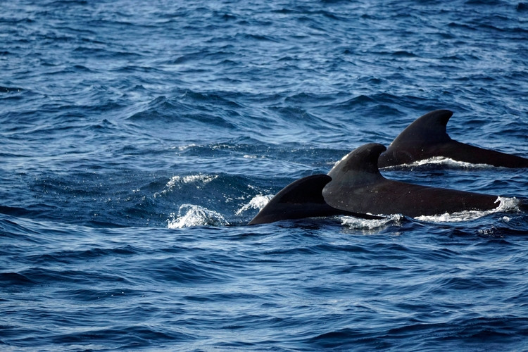 Pilot whales in sea