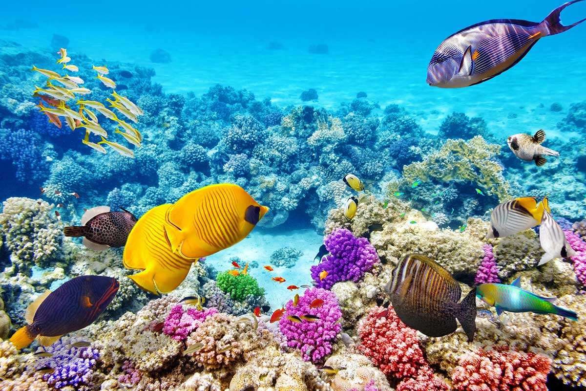 Modern technology makes capturing the vibrant colours of corals and tropical fish easier