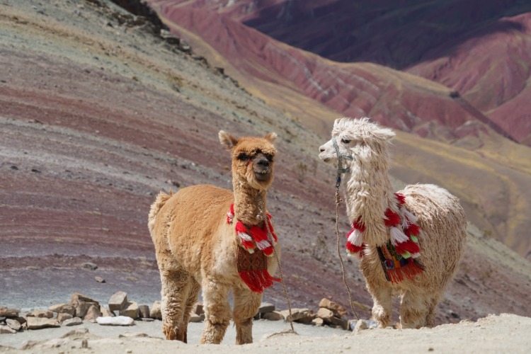 QUIZ: Country Spotlight – Peru