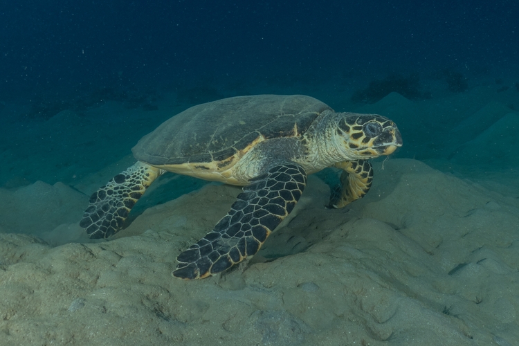 Hawksbill