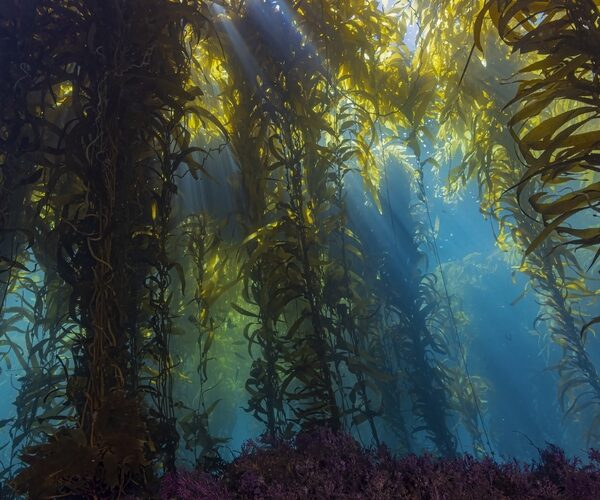 The world’s first officially-named kelp forest