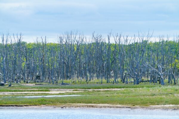 Dead trees standing along the coastline of the Notsuke Peninsula in Hokkaido, Japan. Weathered trunks rise from grassy wetlands and tidal flats under a wide sky, forming a unique landscape often referred to as a “ghost forest.” This scene reflects coastal erosion, environmental change, and the passage of time in one of northern Japan’s most distinctive natural areas. Ideal for nature, environment, climate change, and dramatic landscape concepts.