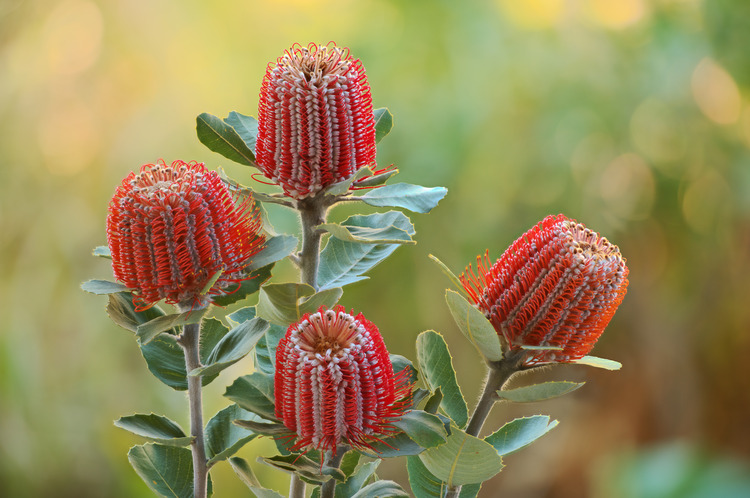 Banksia tree flowers.