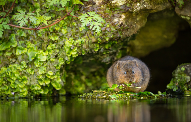 Water vole eating