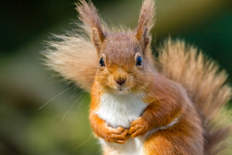 Red squirrel