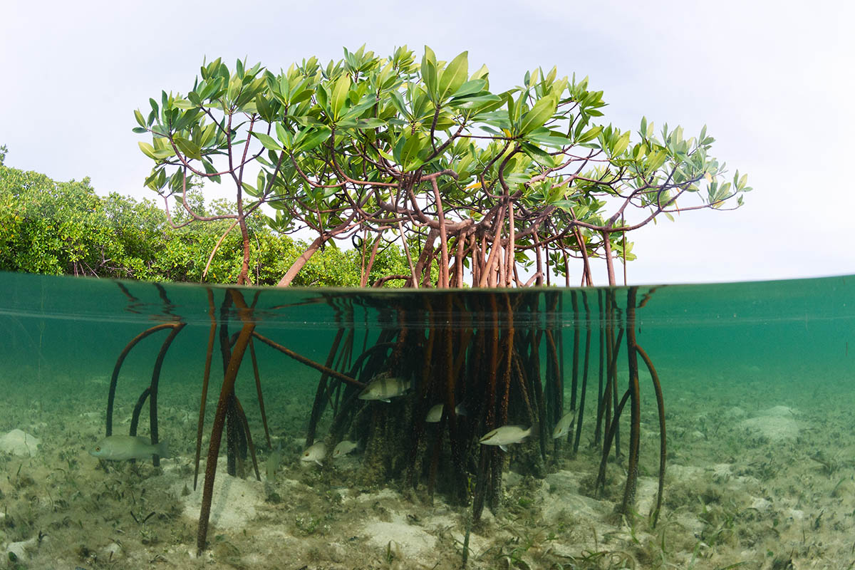 mangroves