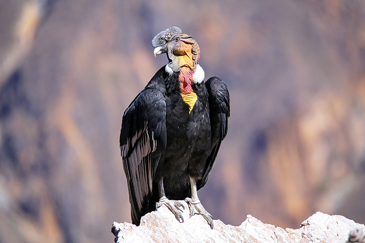 Condors are particularly threatened in the northern Andes